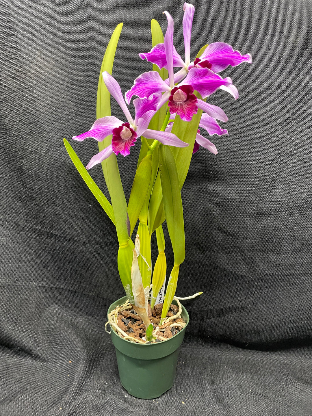 L. purpurata (flamea `Nancy&