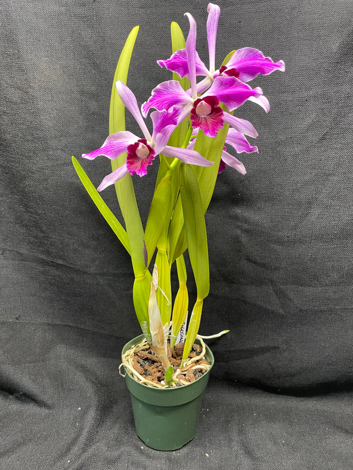 L. purpurata (flamea `Nancy&
