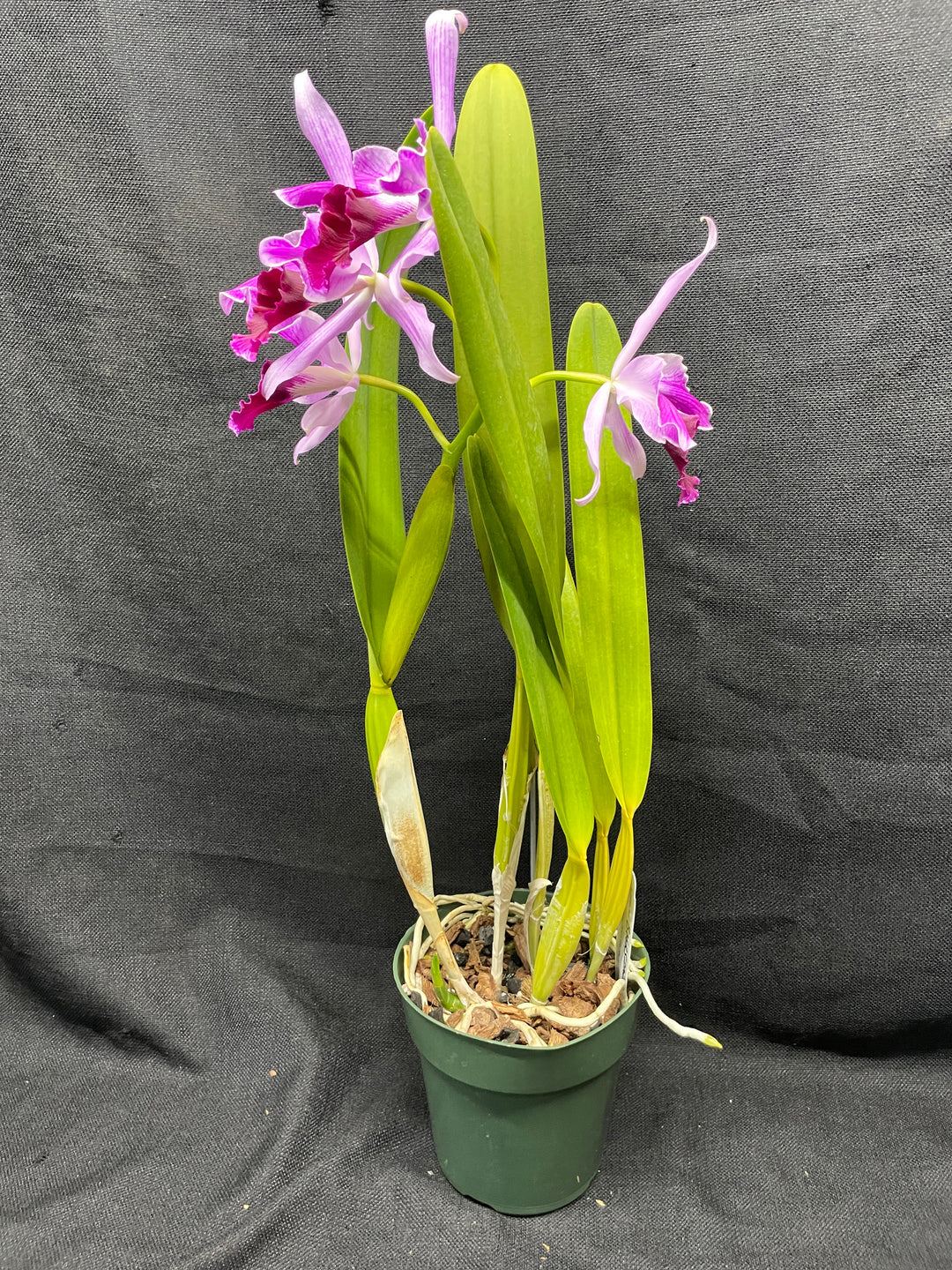 L. purpurata (flamea `Nancy&