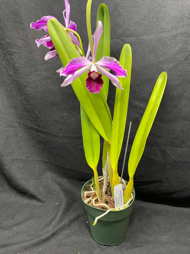 L. purpurata (flamea `Nancy&