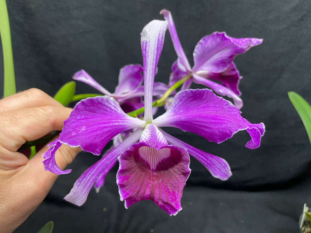 L. purpurata sanguinea (`12&
