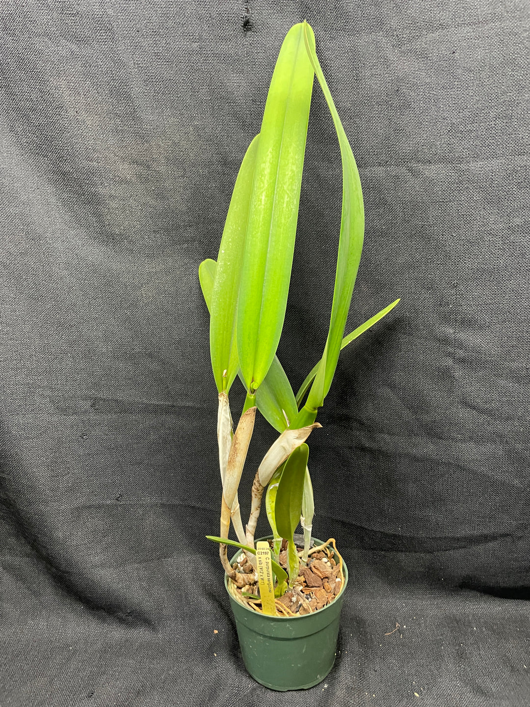 L. purpurata sanguinea (`12&
