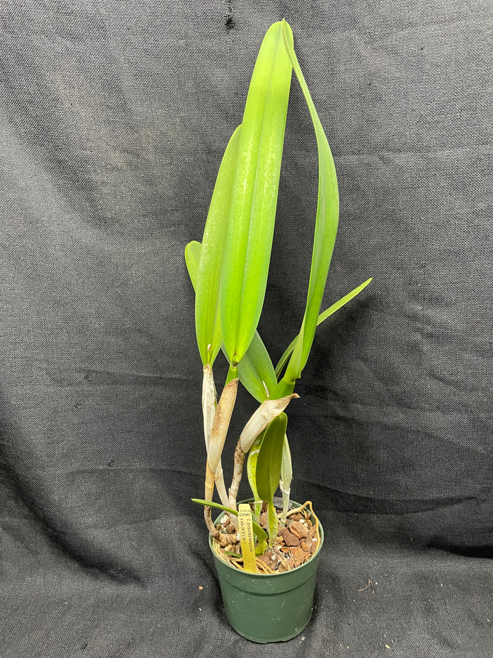 L. purpurata sanguinea (`12&