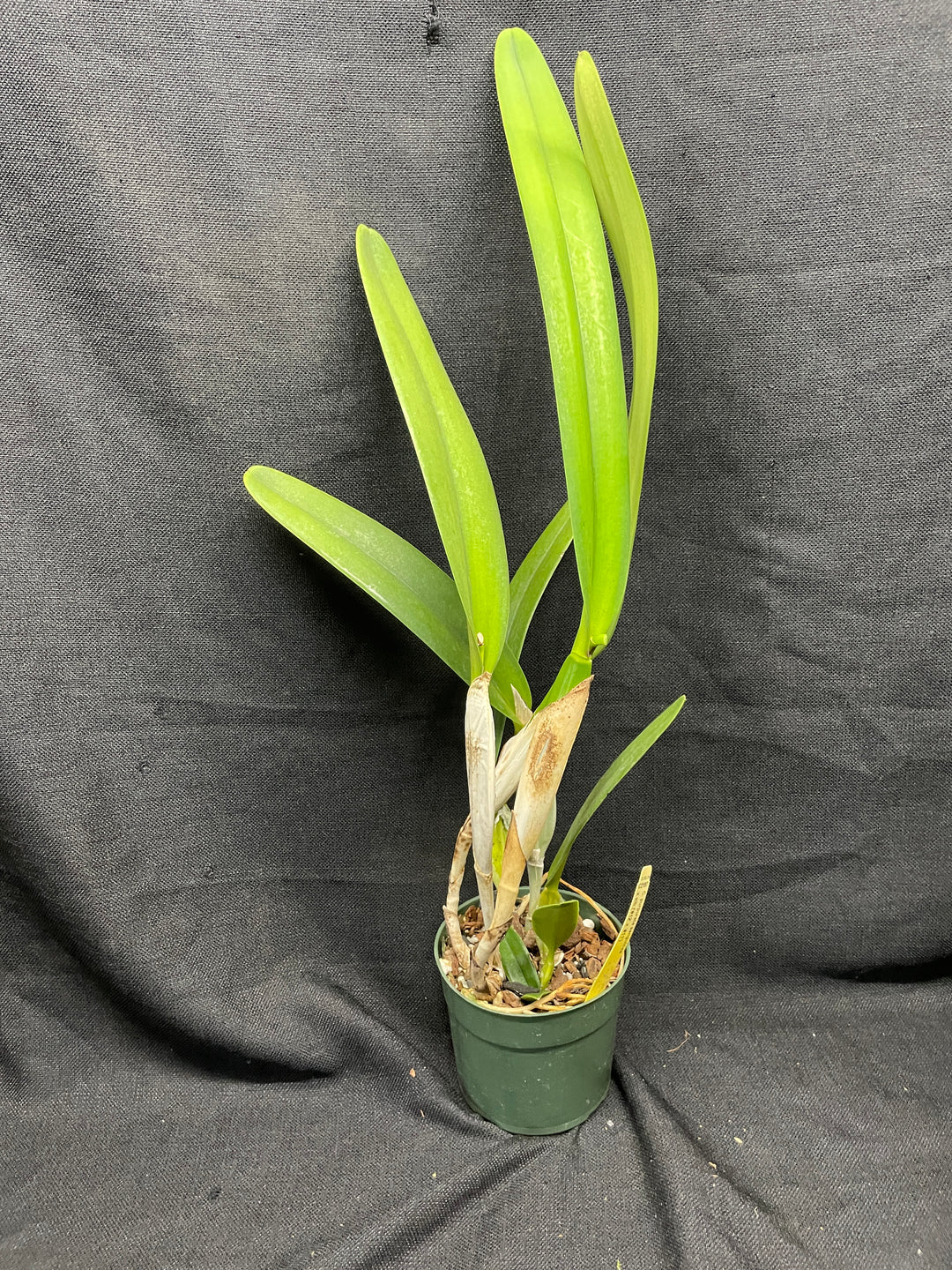 L. purpurata sanguinea (`12&