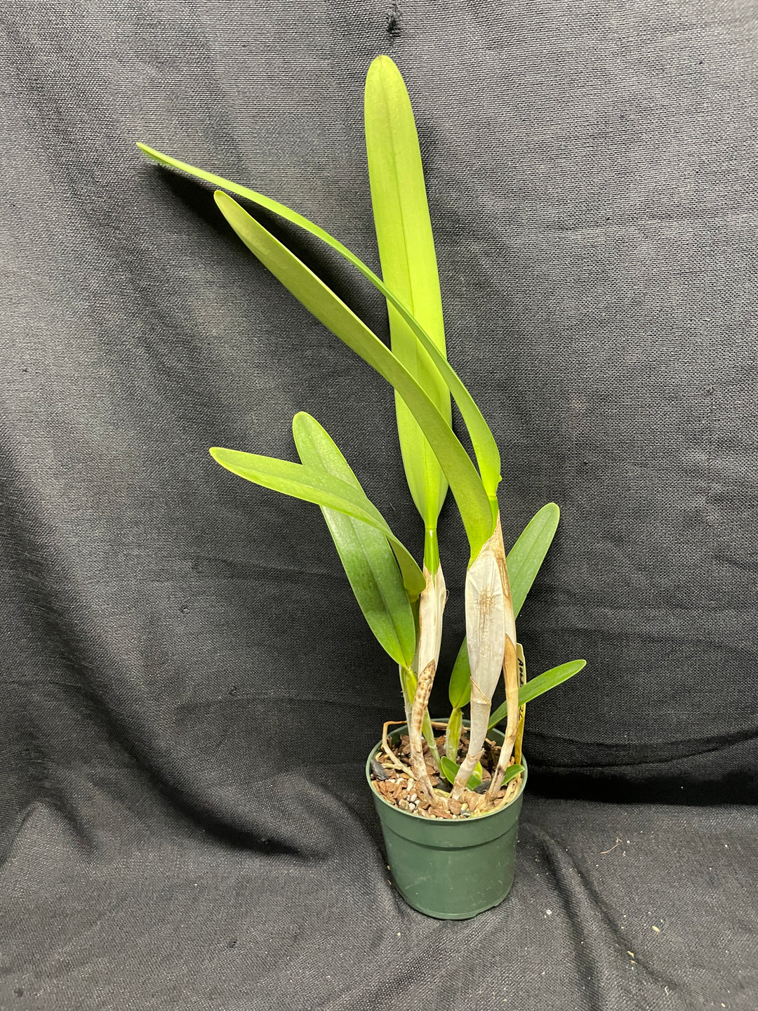 L. purpurata sanguinea (`12&