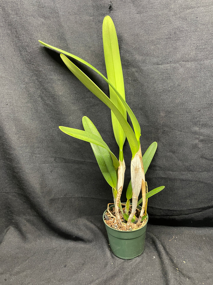 L. purpurata sanguinea (`12&
