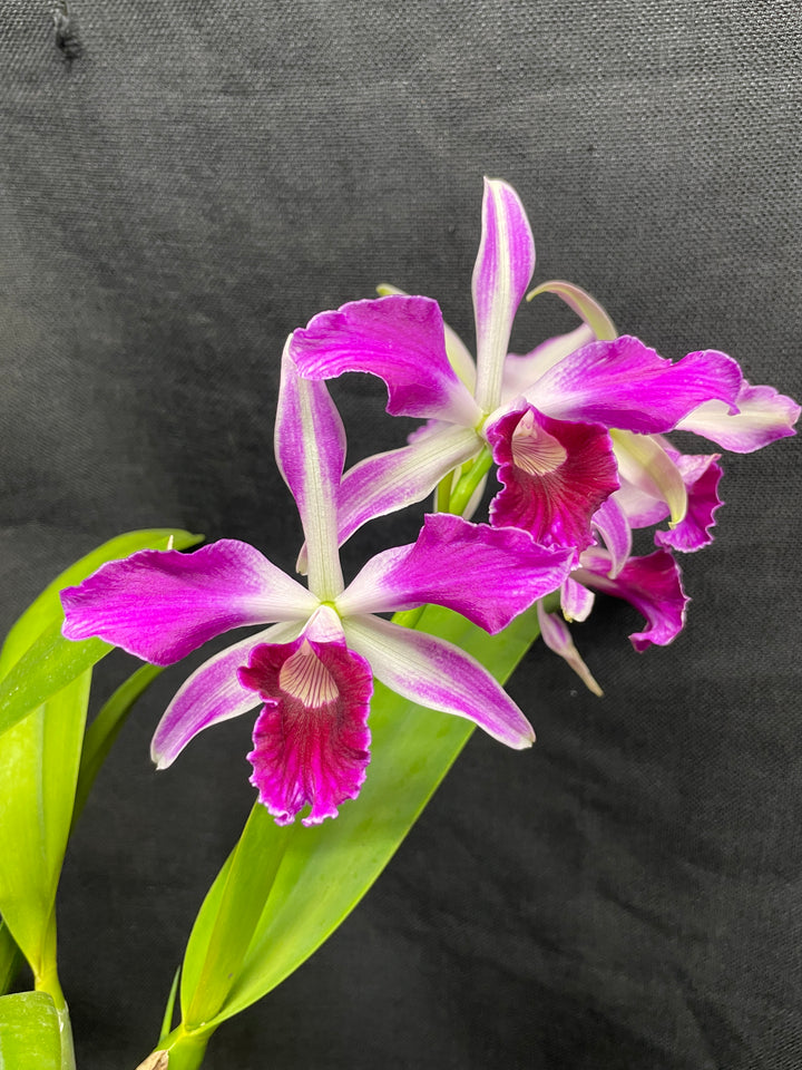 L. purpurata sanguinea (`12&