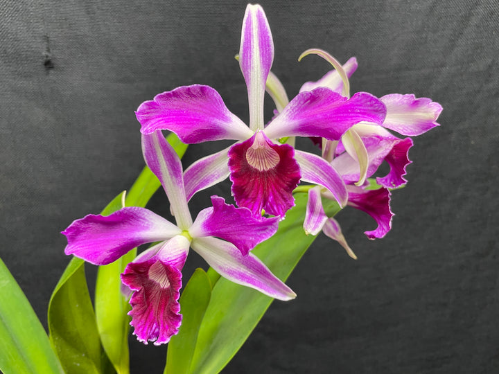L. purpurata sanguinea (`12&