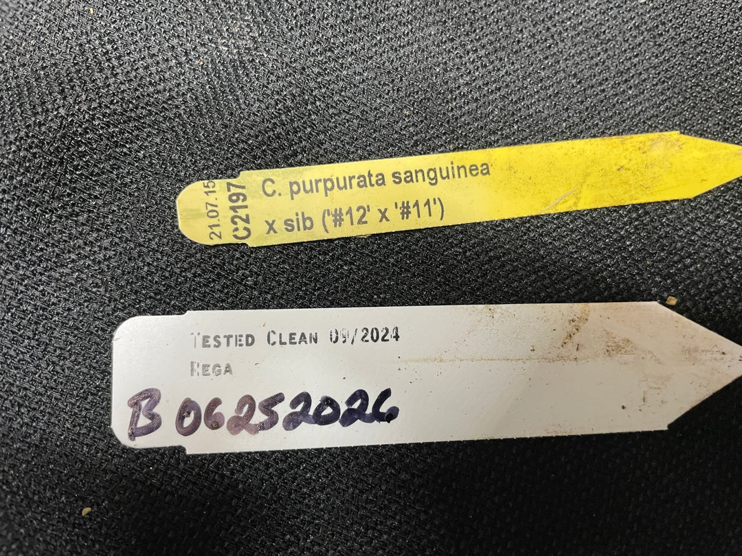 L. purpurata sanguinea (`12&