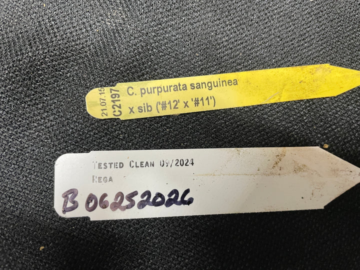 L. purpurata sanguinea (`12&