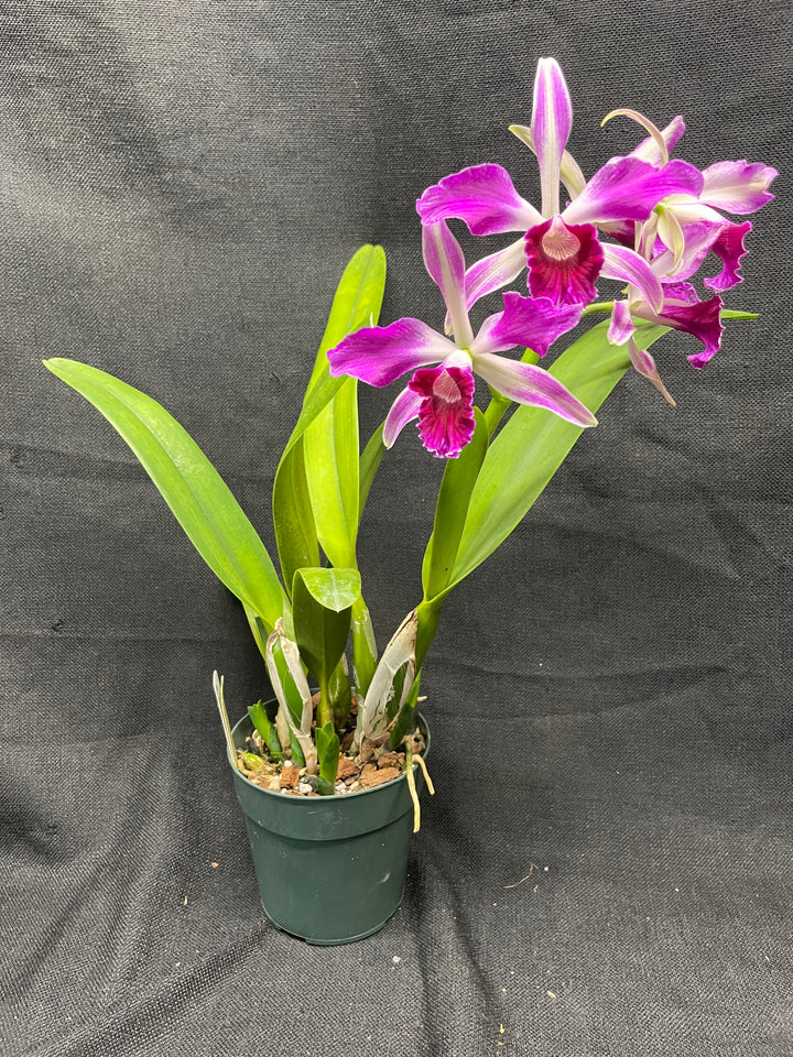 L. purpurata sanguinea (`12&