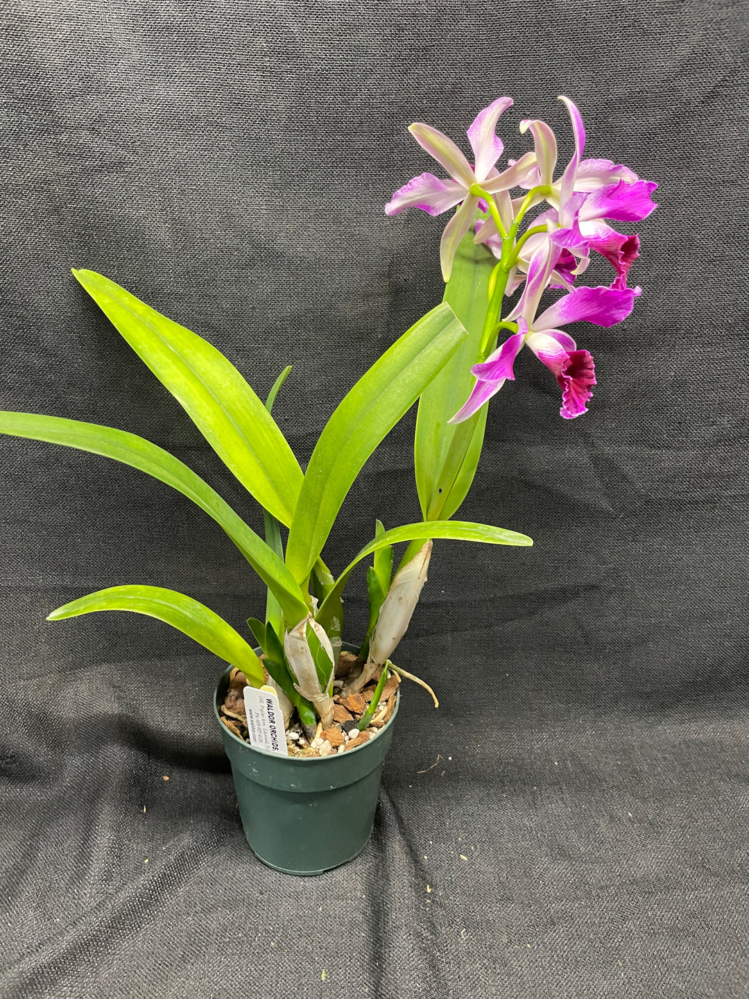 L. purpurata sanguinea (`12&