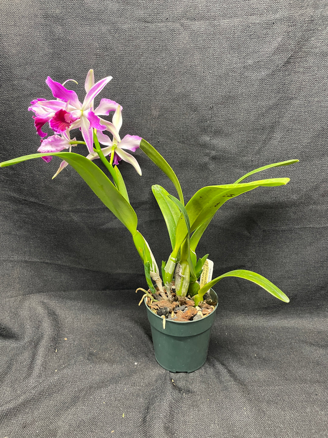 L. purpurata sanguinea (`12&