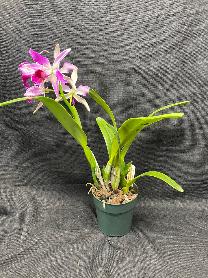 L. purpurata sanguinea (`12&