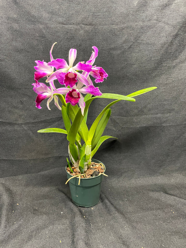 L. purpurata sanguinea (`12&