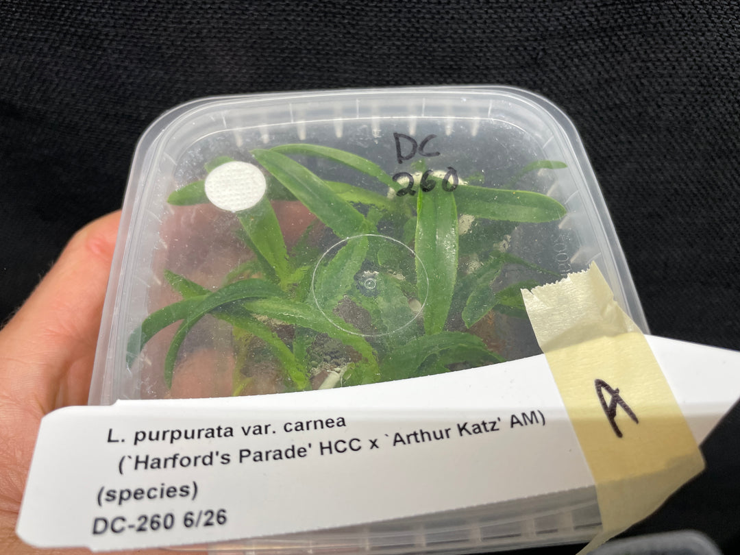 L. purpurata carnea (Harford&