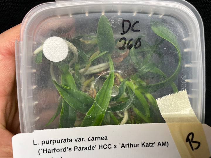 L. purpurata carnea (Harford&