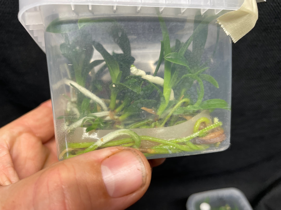 L. purpurata carnea (Harford&