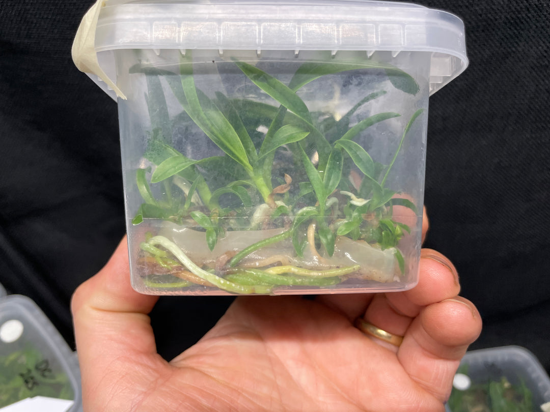 L. purpurata carnea (Harford&