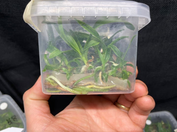 L. purpurata carnea (Harford&