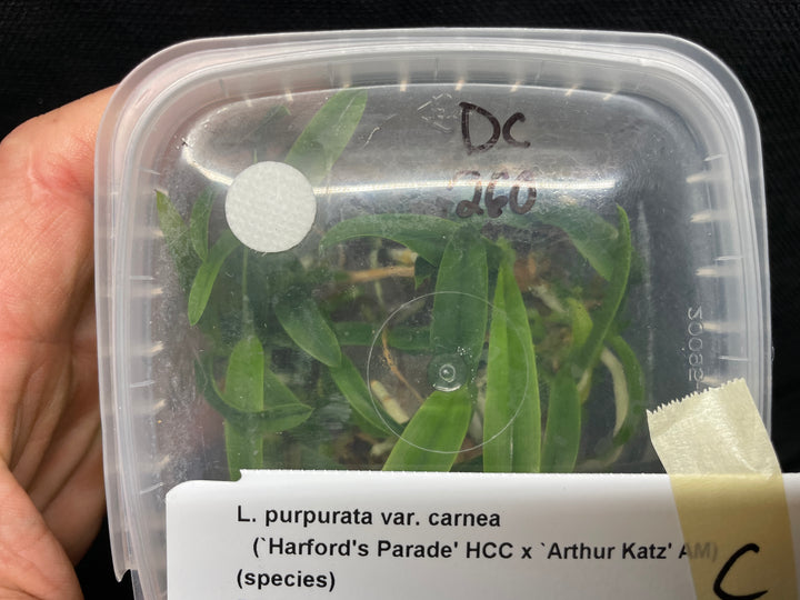 L. purpurata carnea (Harford&