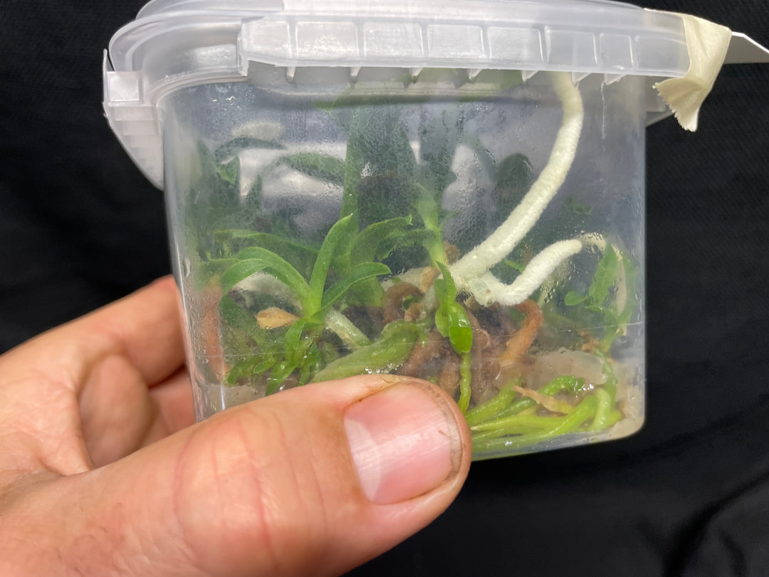 L. purpurata carnea (Harford&