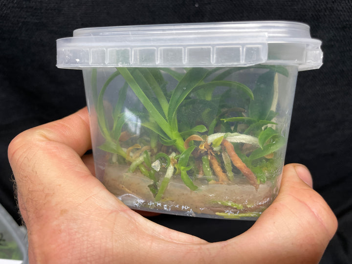 L. purpurata carnea (Harford&