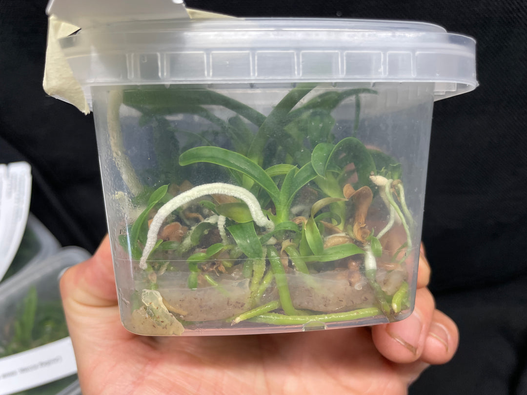 L. purpurata carnea (Harford&