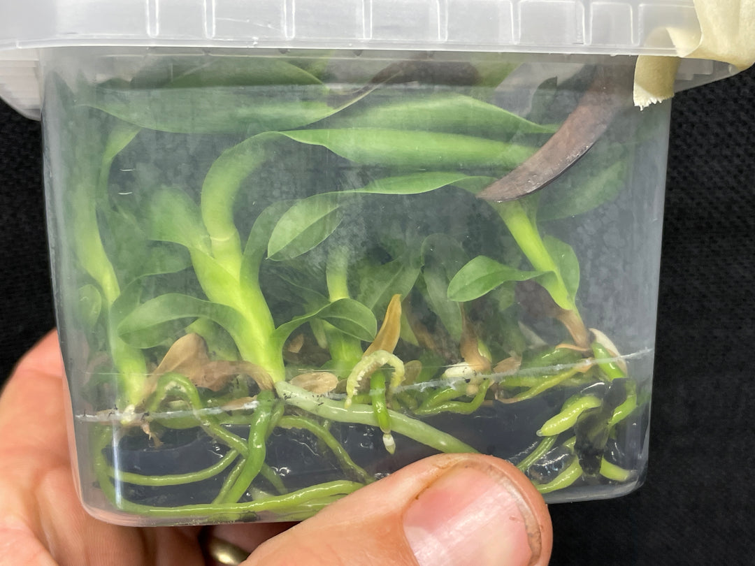 L. tenebrosa (`Maria Fumaca&