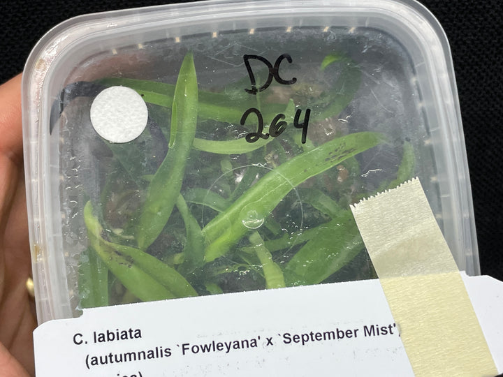 C. labiata (autumnalis `Fowleyana&
