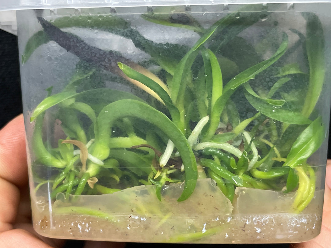 C. labiata (autumnalis `Fowleyana&