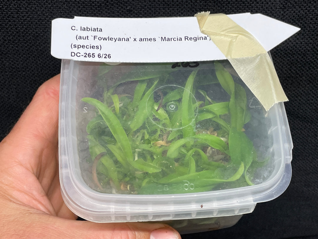 C. labiata (autumnalis `Fowleyana&
