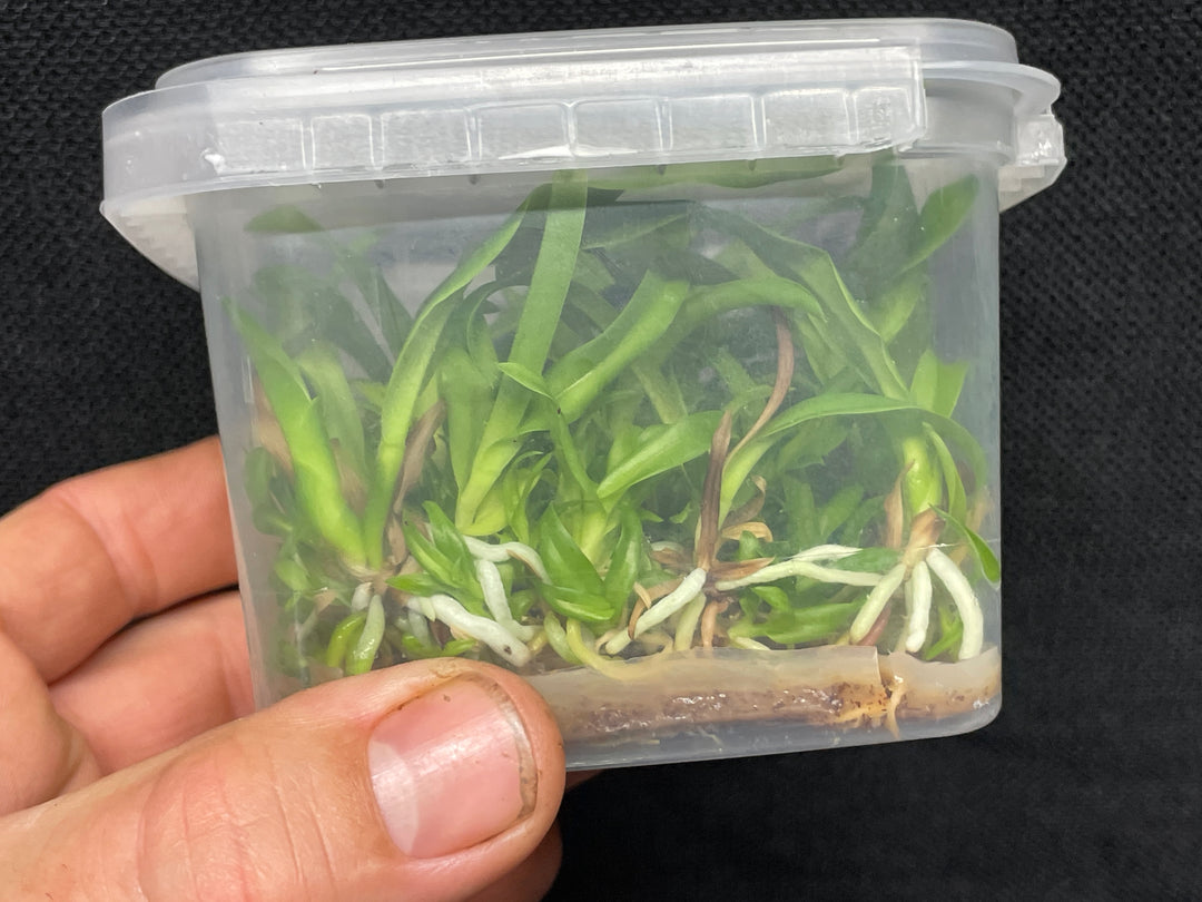 C. labiata (autumnalis `Fowleyana&