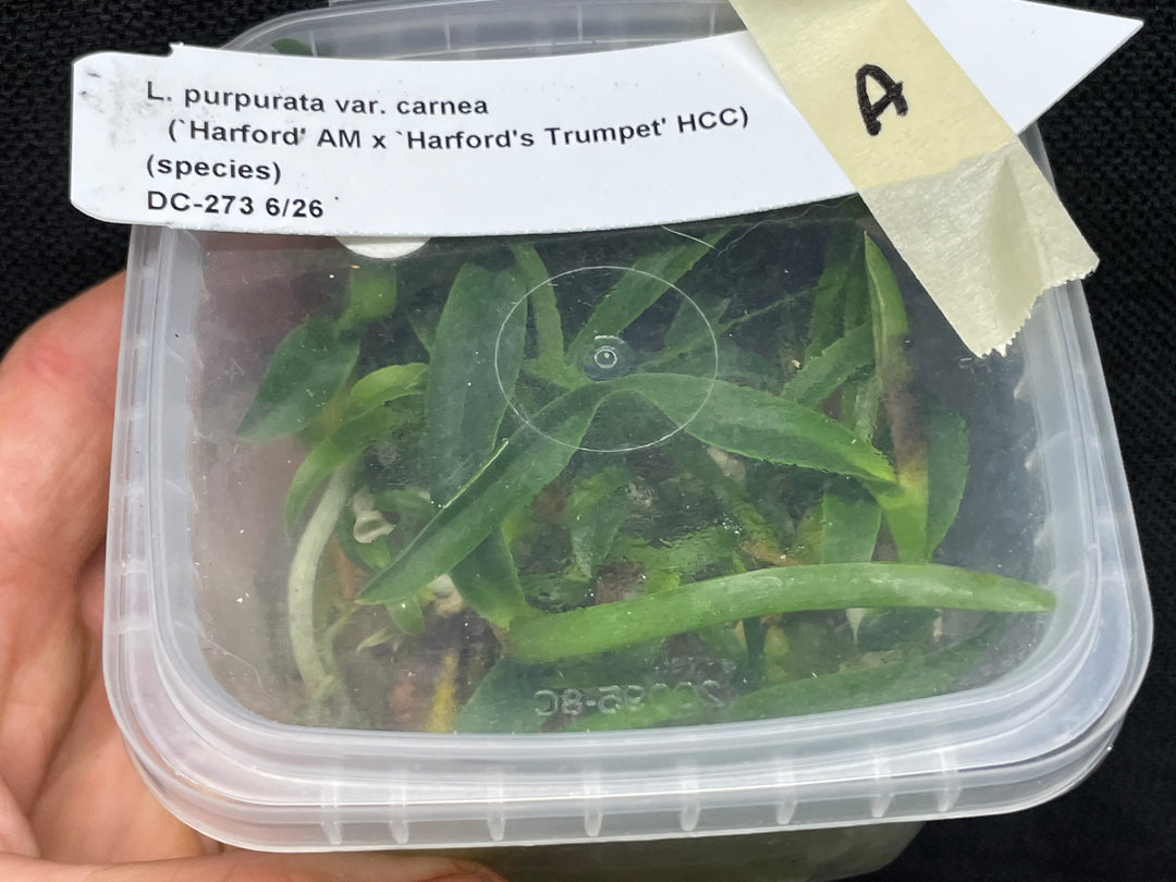 L. purpurata carnea (Harford x Harford&