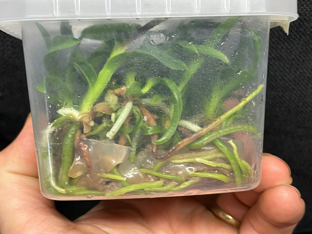 L. purpurata carnea (Harford x Harford&