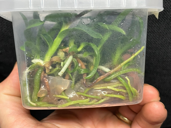 L. purpurata carnea (Harford x Harford&