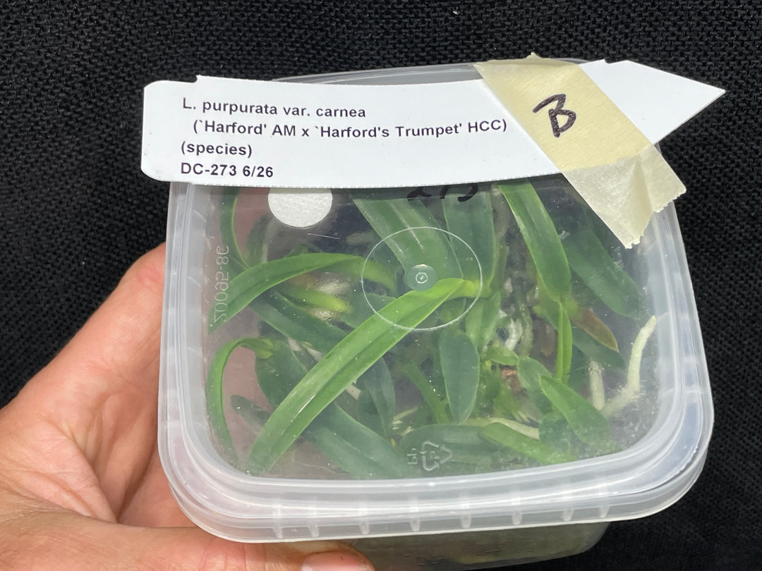 L. purpurata carnea (Harford x Harford&