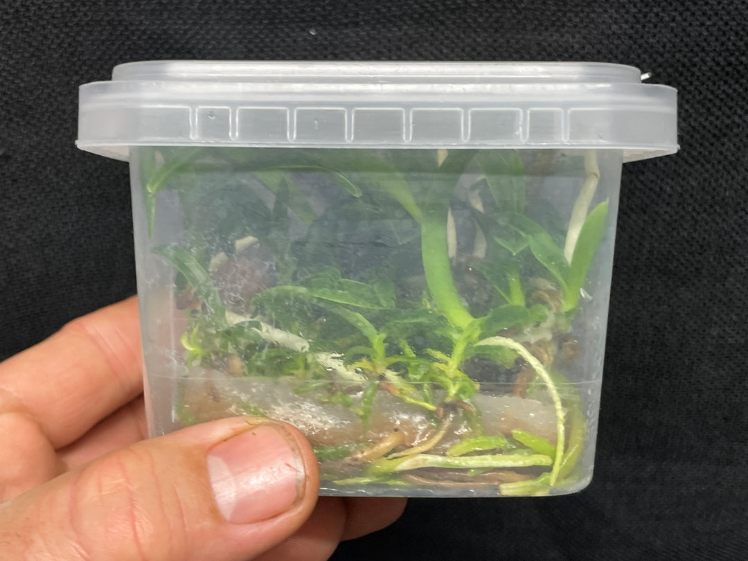 L. purpurata carnea (Harford x Harford&