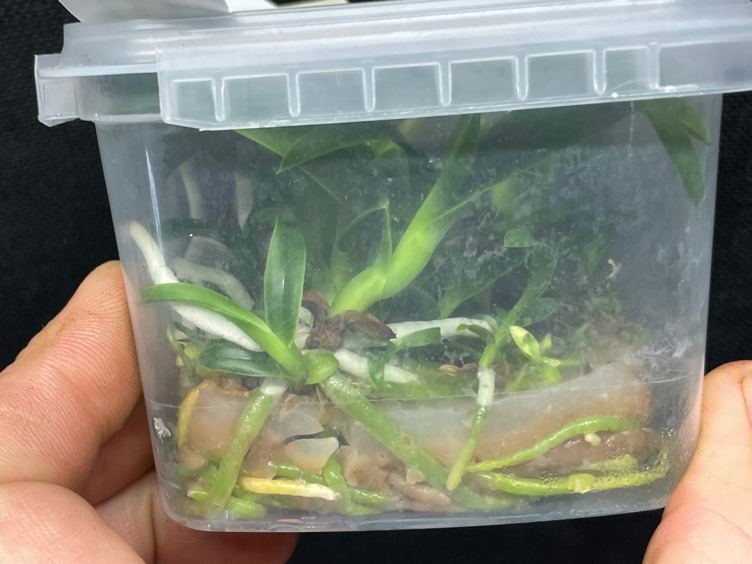 L. purpurata carnea (Harford x Harford&