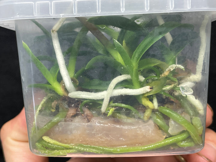 L. purpurata carnea (Harford x Harford&