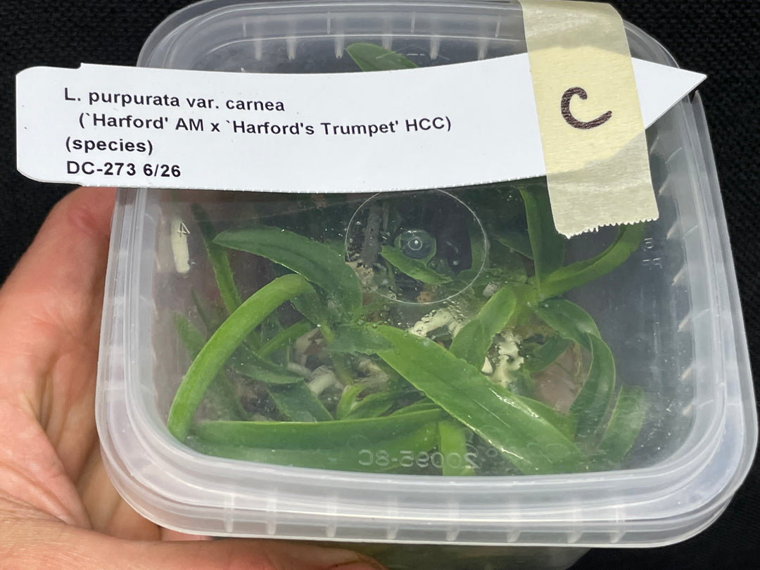 L. purpurata carnea (Harford x Harford&