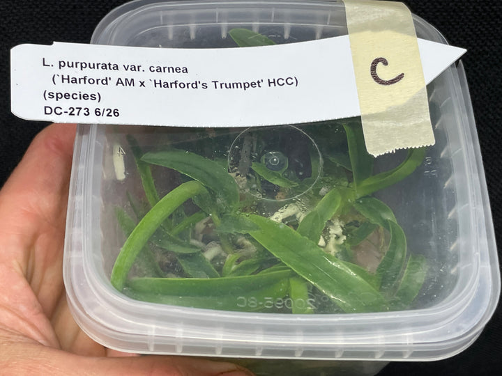 L. purpurata carnea (Harford x Harford&