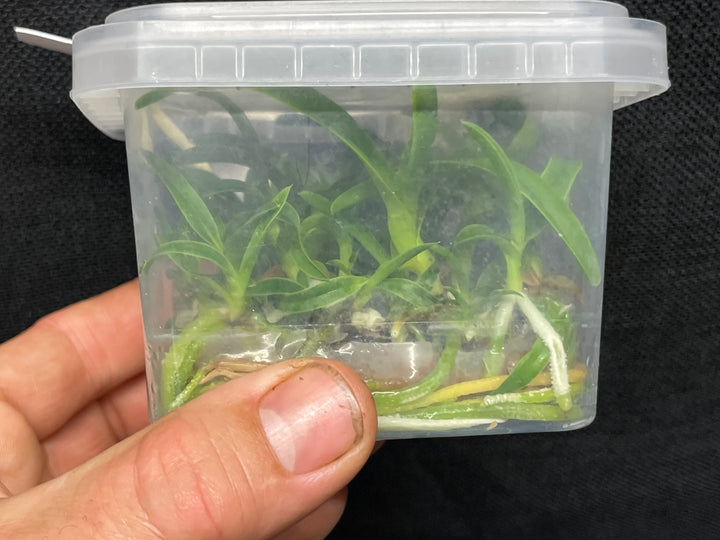 L. purpurata carnea (Harford x Harford&