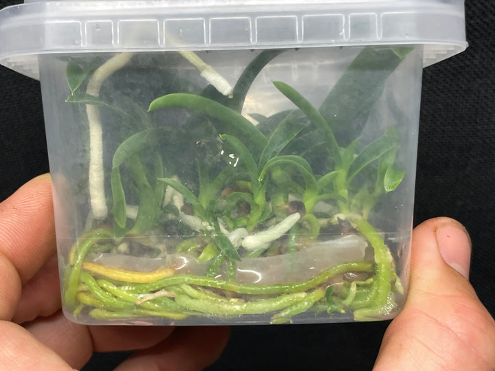 L. purpurata carnea (Harford x Harford&