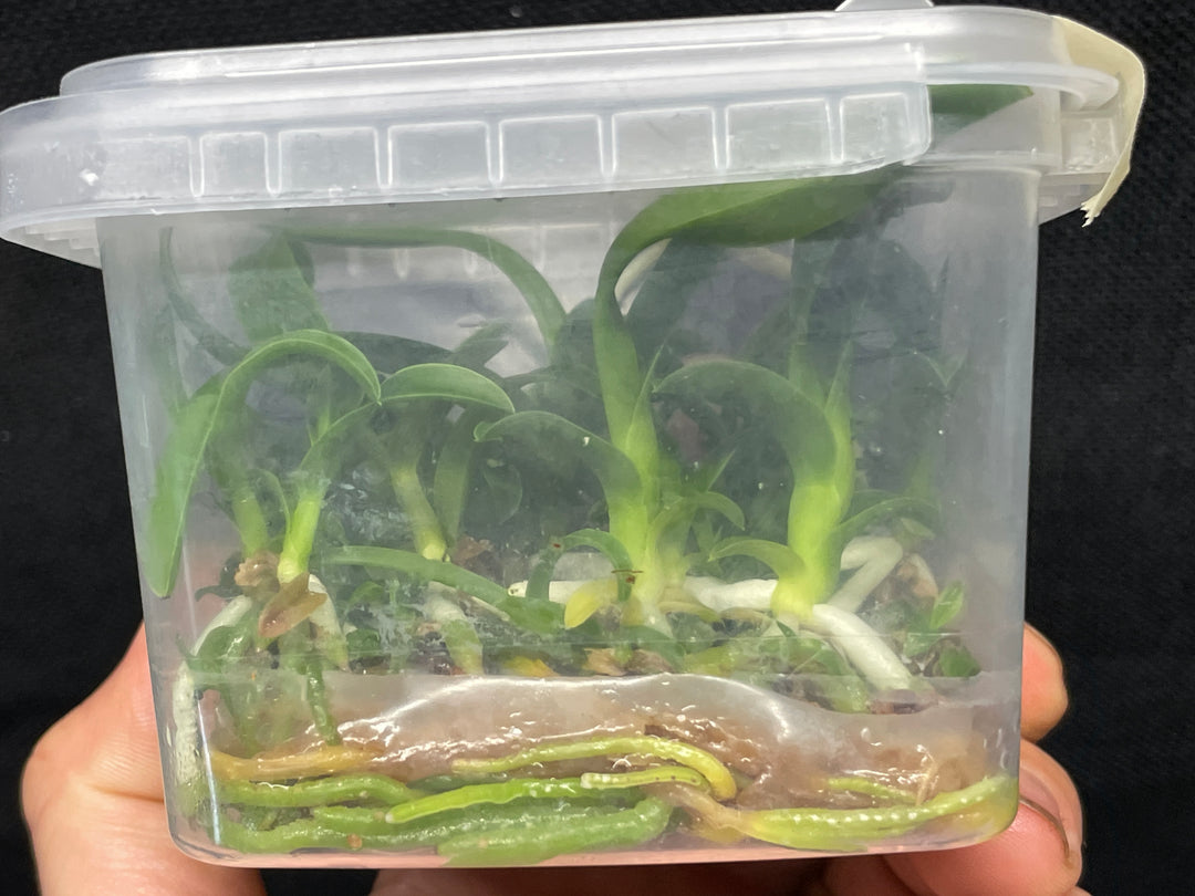 L. purpurata carnea (Harford x Harford&
