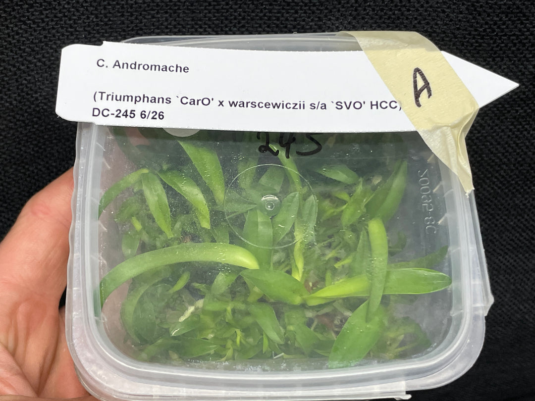 C. Andromaque (Triumphans x warscewiczii) Cattleya Orchid Plant FLASK A