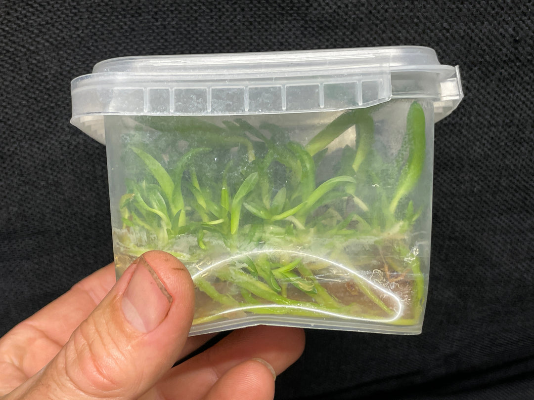 C. Andromaque (Triumphans x warscewiczii) Cattleya Orchid Plant FLASK A