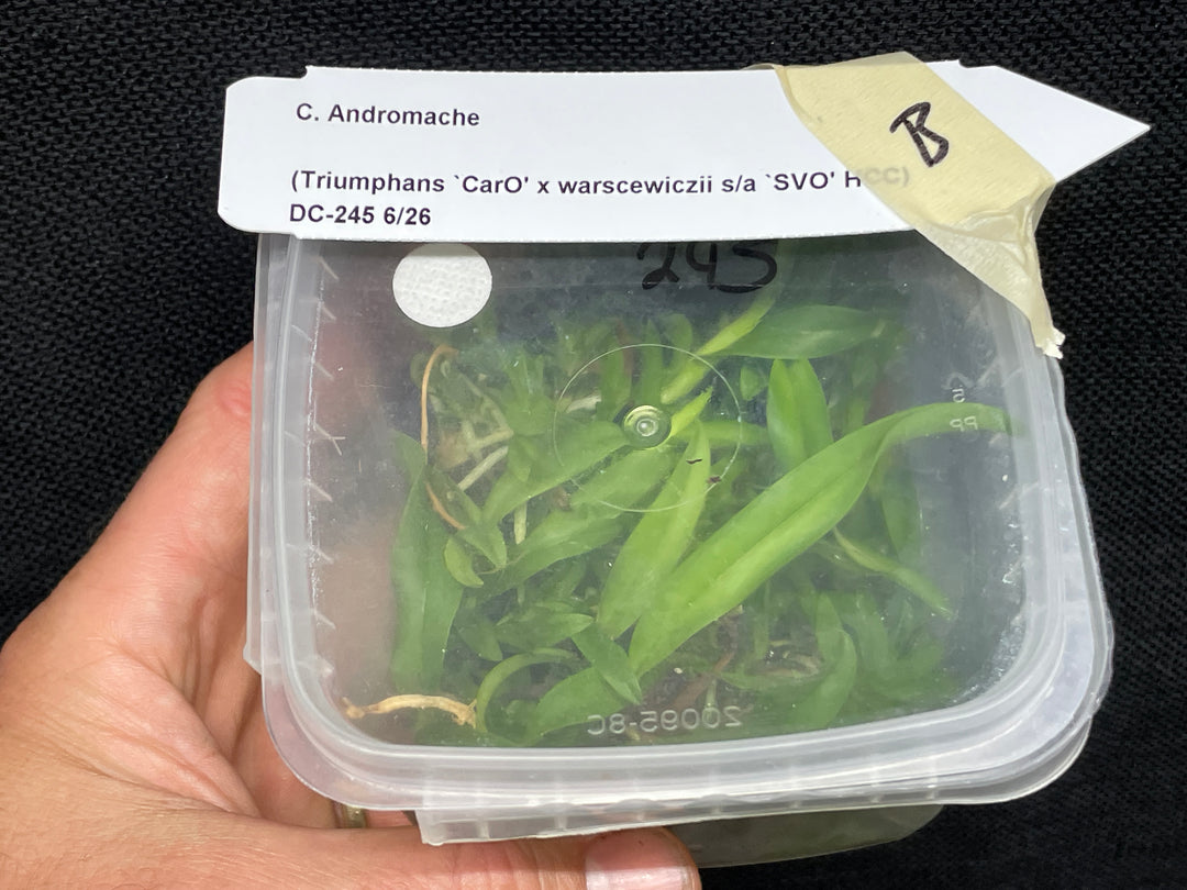 C. Andromaque (Triumphans x warscewiczii) Cattleya Orchid Plant FLASK B