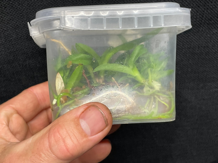 C. Andromaque (Triumphans x warscewiczii) Cattleya Orchid Plant FLASK B