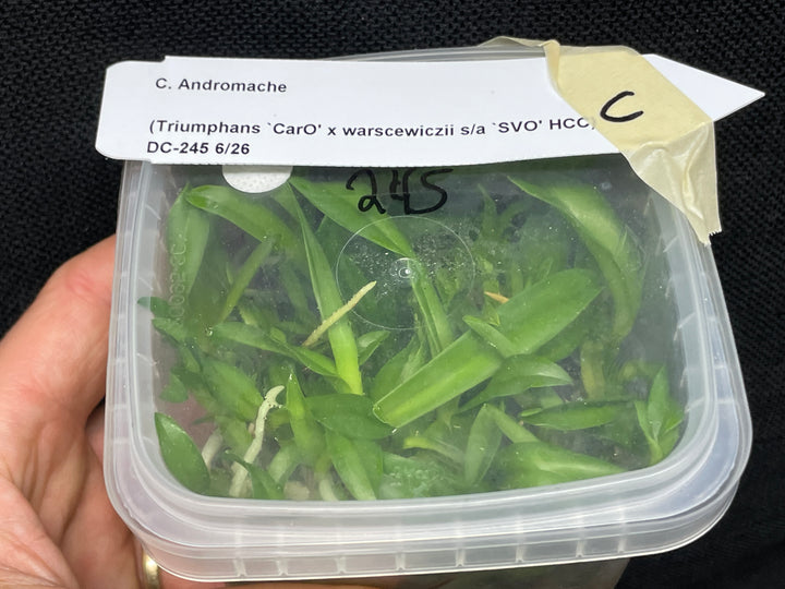 C. Andromaque (Triumphans x warscewiczii) Cattleya Orchid Plant FLASK C